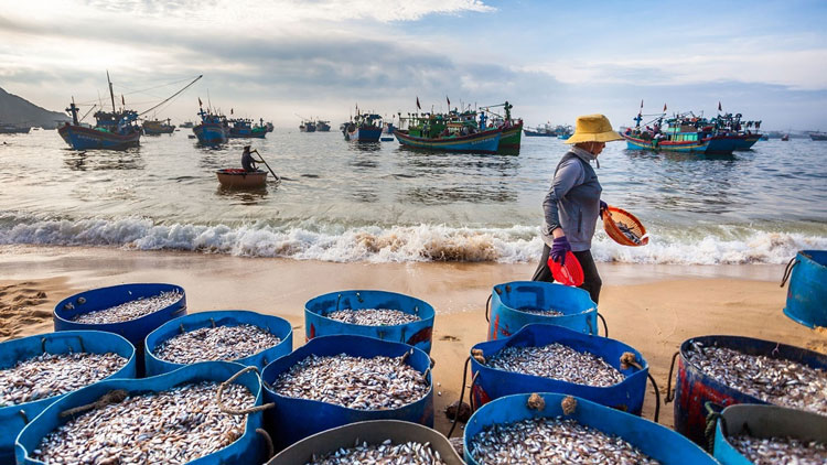 Với tuổi đời ước tính lên đến 7000 năm, đây cũng được xem là làng chài cổ nhất Việt Nam và hiện trở thành nơi sinh sống của hơn 500 hộ dân