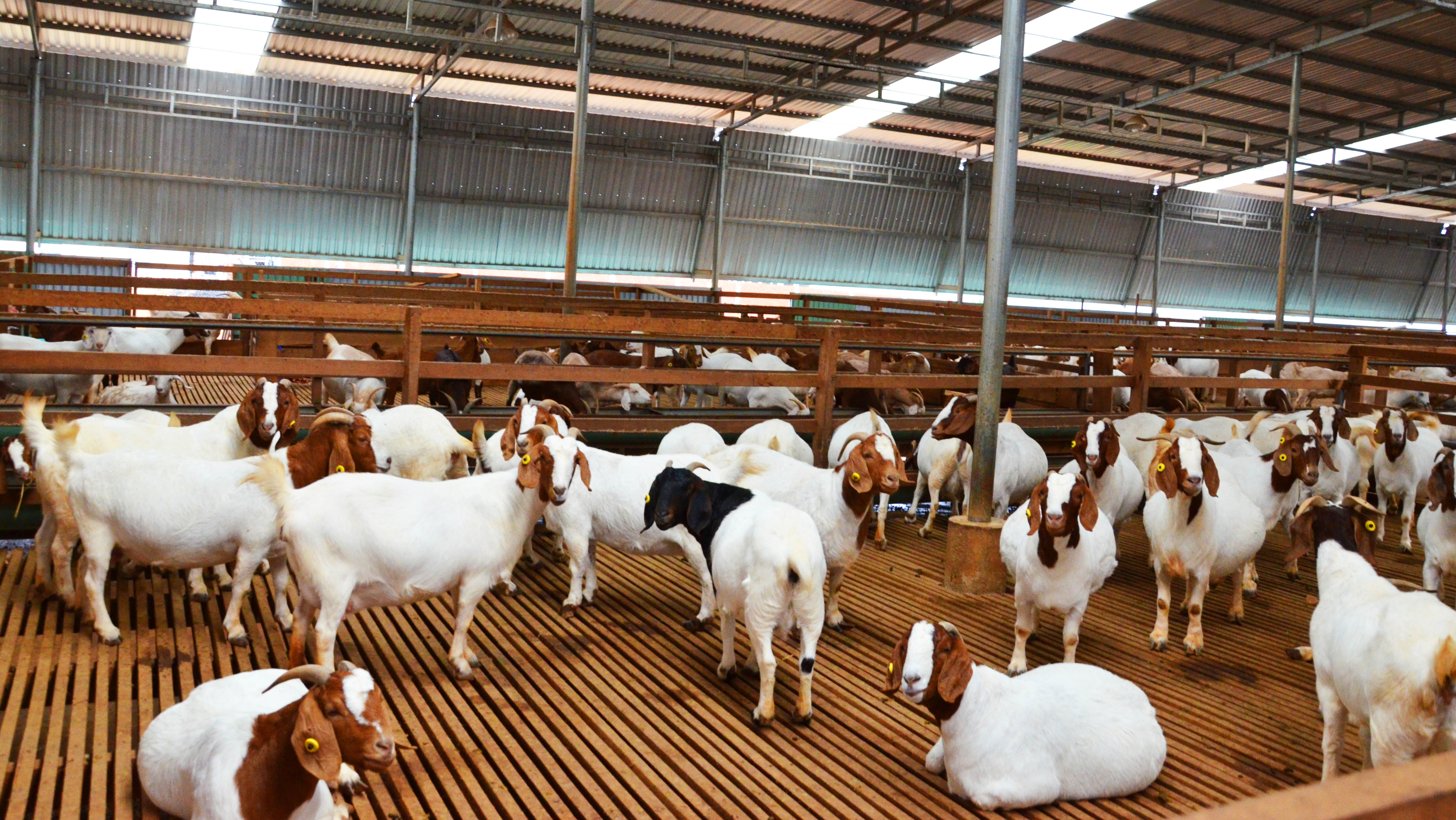 NGOC DAO GOAT DAIRY FARM