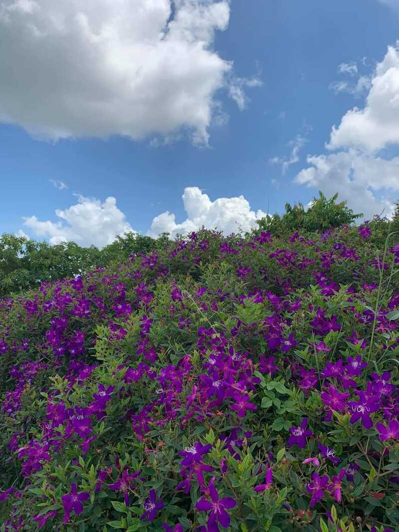 玫瑰的田野