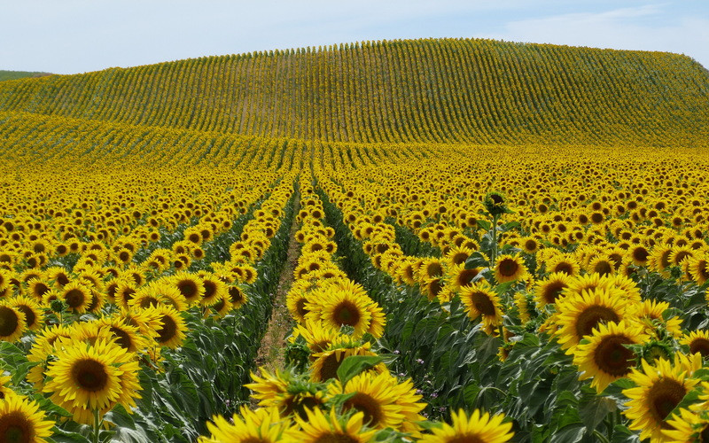 Flower fields of Duong Nghia Dan