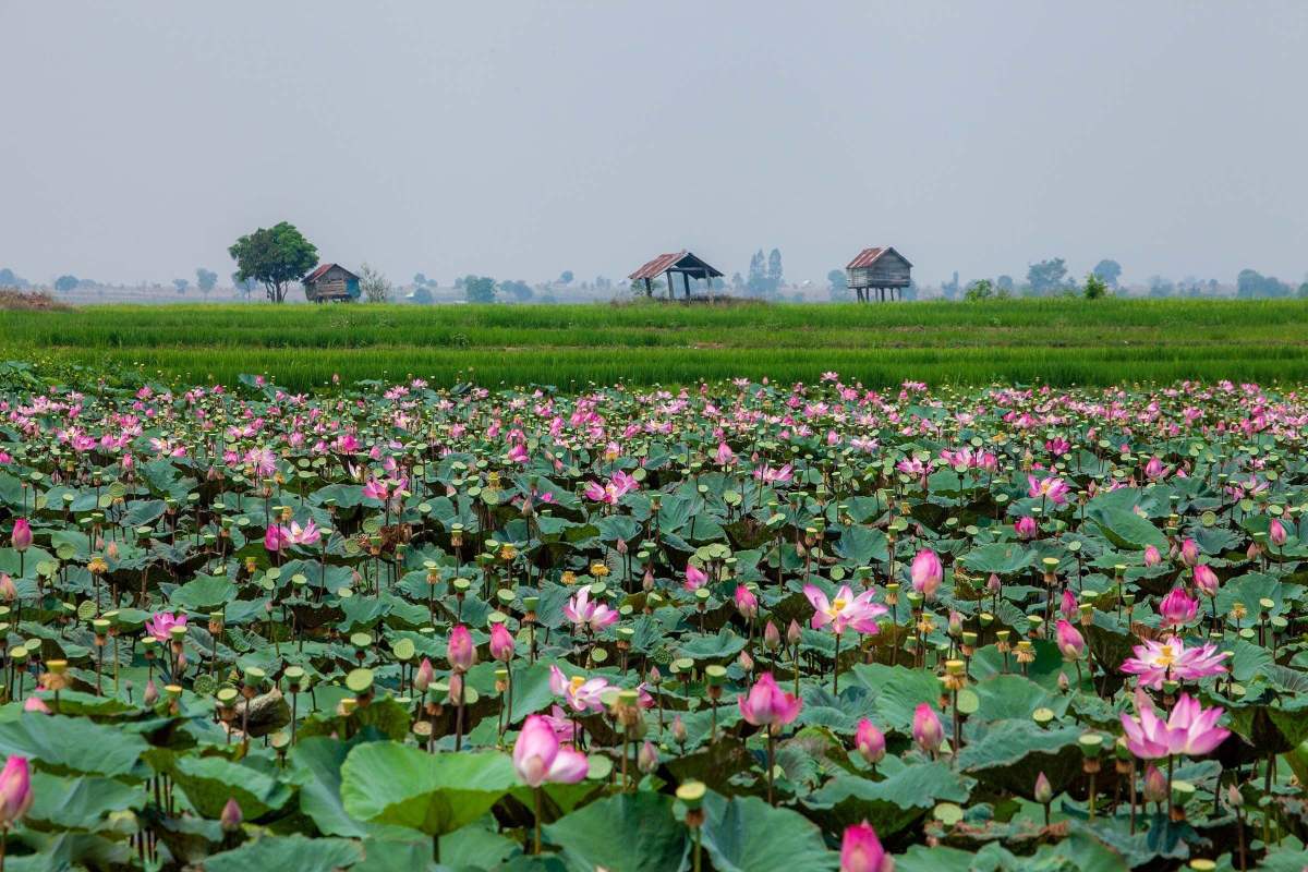 Cắm trại ngắm bình minh trên cánh đồng sen thì còn gì tuyệt vời bằng