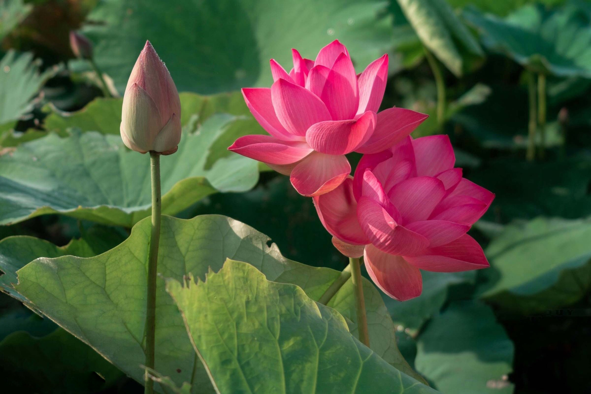 Lotus fields of Phu Thien