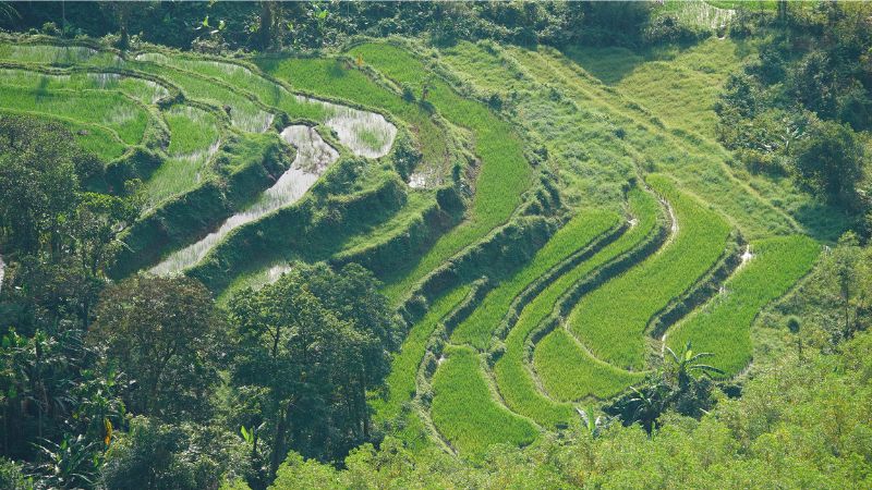 Thảo nguyên Bùi Hui