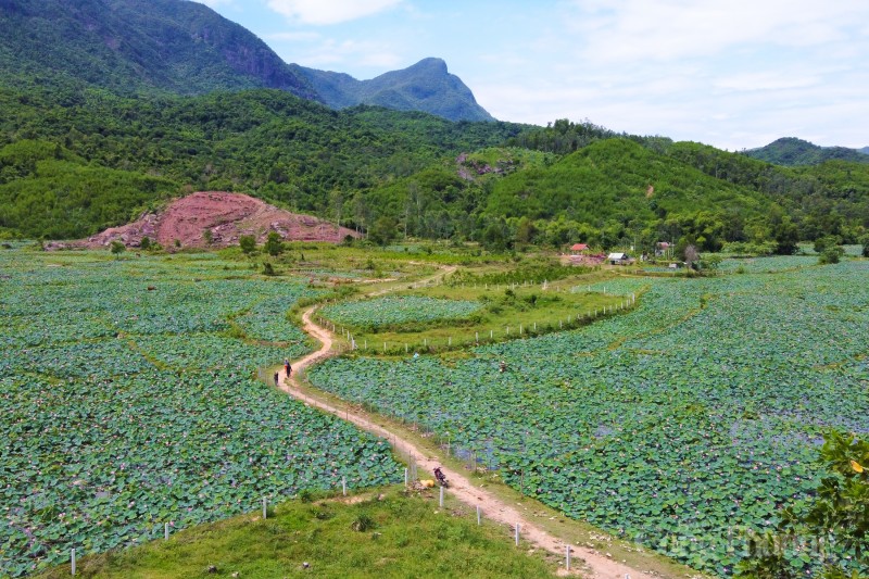 Đầm sen Trà Lý