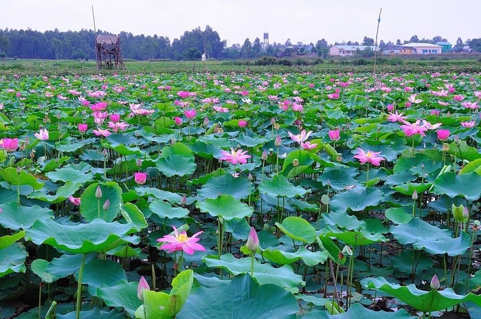 Ở Đảo Nhím Tây Ninh còn có một ao sen nhỏ, cứ vào mùa là bạn có thể thỏa thích ngắm sen và chụp ảnh “sống ảo” cùng bạn bè.