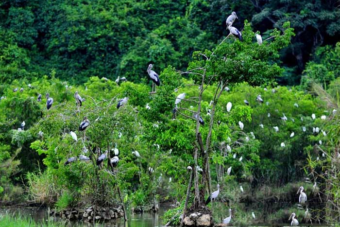 Vườn cò Tân Long