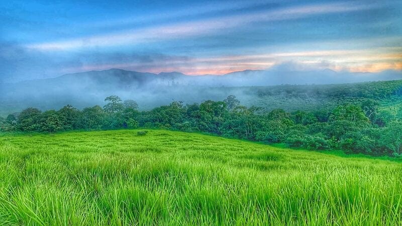 黑芒果山