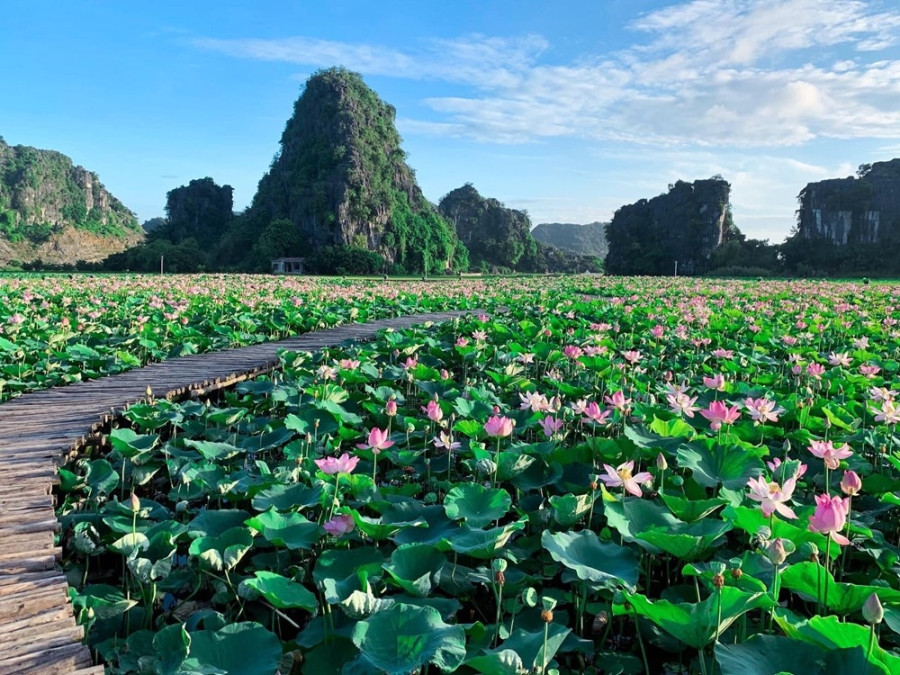 Đầm sen Trà Lý