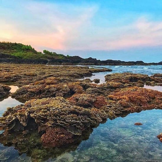 San hô tại Gành Yến