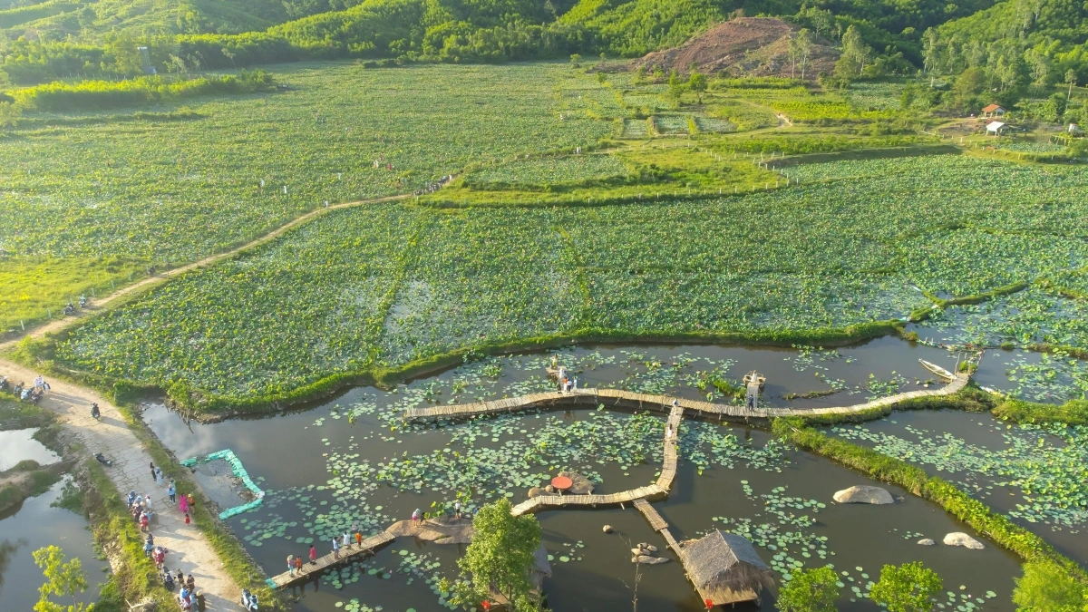 Đầm sen Trà Lý