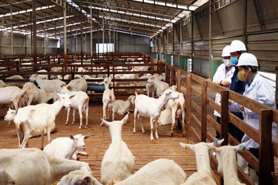 Ngoc Dao goat dairy farm