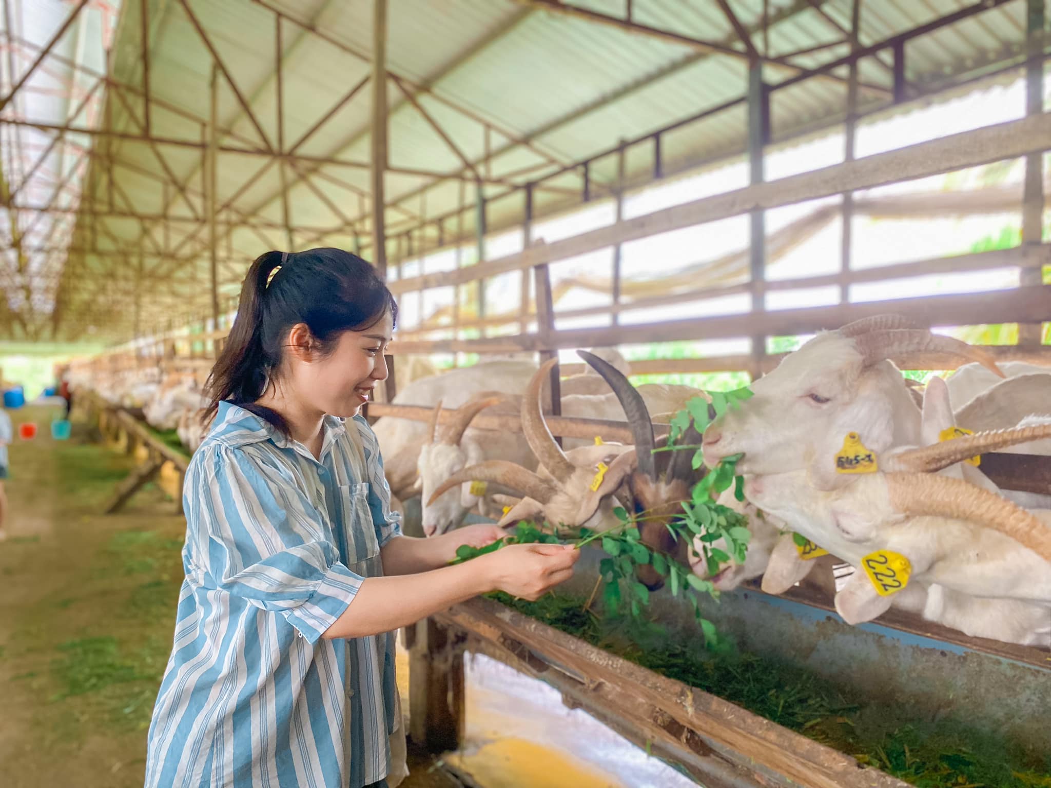 Ngoc Dao goat dairy farm