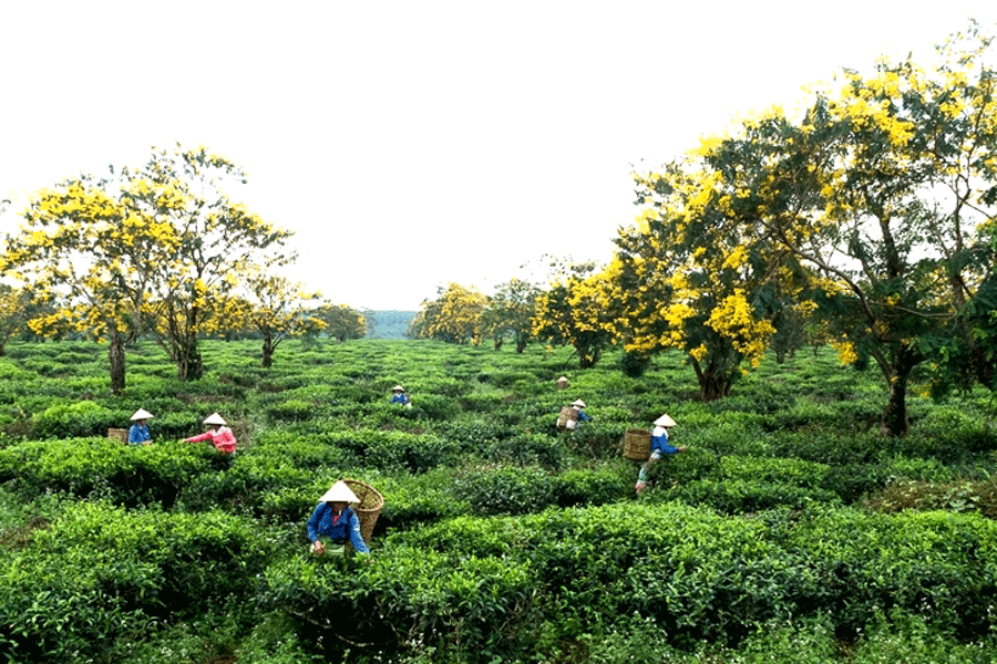 Bau Can tea hill