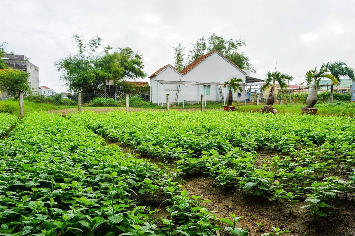 Looking at the lush green vegetable bed is also enough to enjoy it!