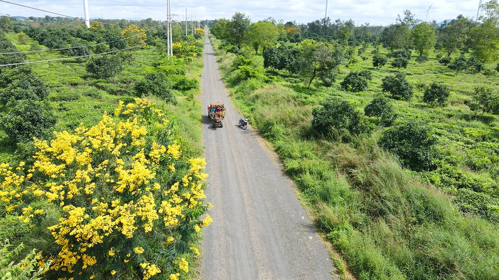 Bau Can tea hill