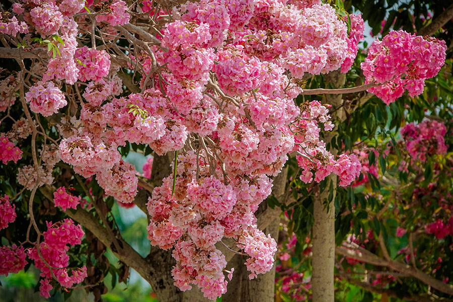 Đường Hoa Kèn Hồng