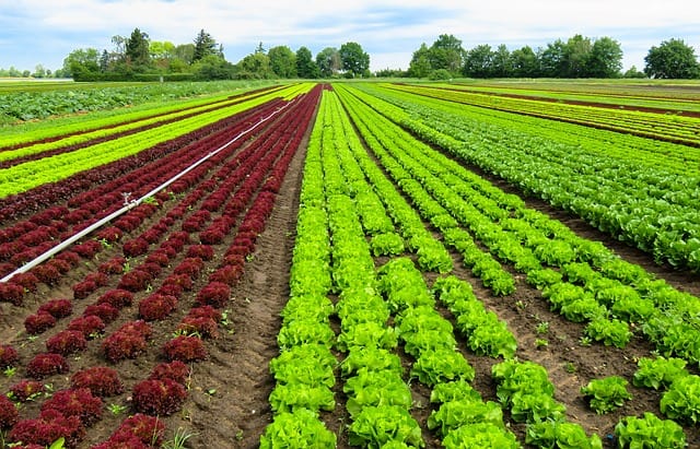 This is a land filled with alluvium with fertile sandy soil area on 42 hectares of land with more than 20 hectares of vegetables and flowers