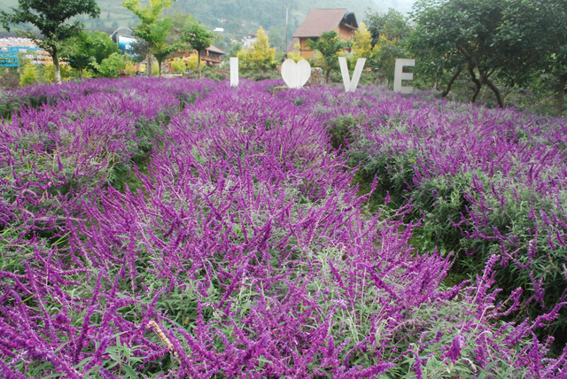 Thung lũng hoa Bắc Hà