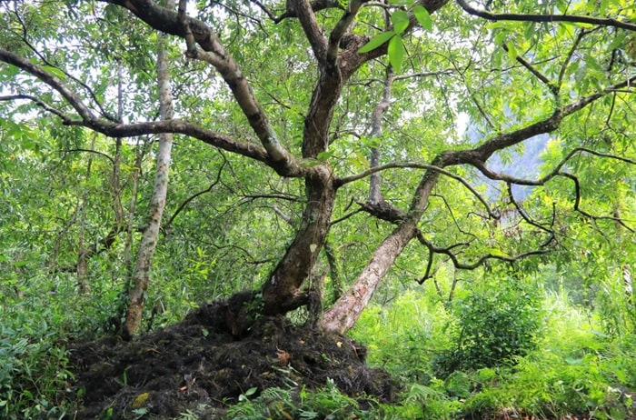 Ancient trees have existed for hundreds of years here.