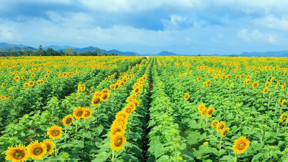 Flower fields of Duong Nghia Dan