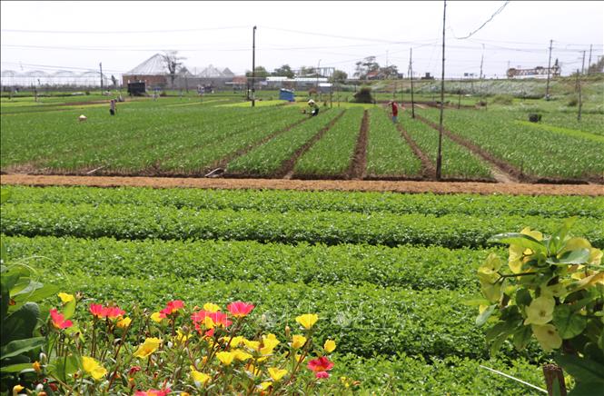 The vegetables here are mainly vegetables, many different types, lettuce, herbs, coriander, basil, spinach, scallions ...