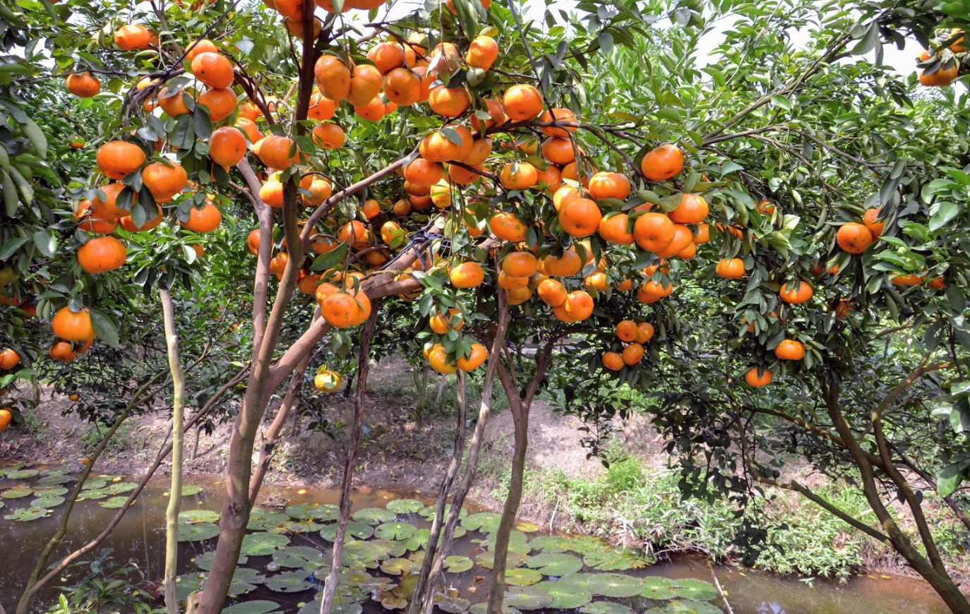 Vườn Quýt Hồng Lai Vung