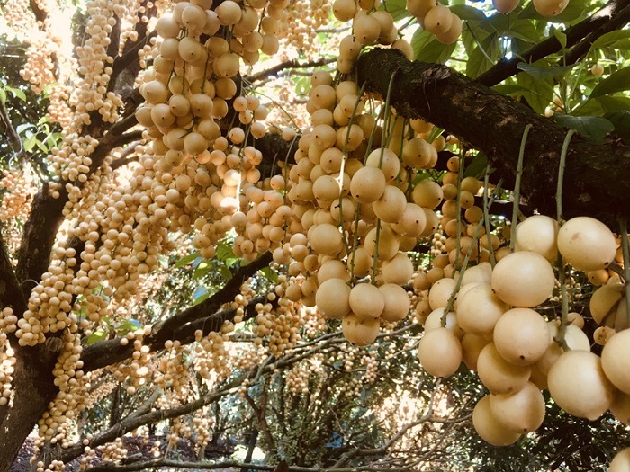 Ngoài chôm chôm, vườn còn trồng nhiều cây ăn trái khác như dâu da vàng, xoài, măng cụt…